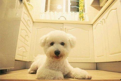 比熊犬可以吃瓠瓜,瓠瓜的甜蜜诱惑 第2张 比熊犬可以吃瓠瓜,瓠瓜的甜蜜诱惑 第2张