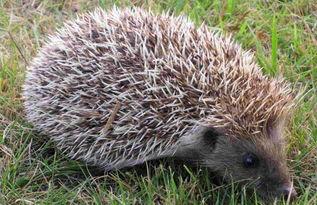 偷瓜吃的刺猬,一场意外的田园趣事 第3张 偷瓜吃的刺猬,一场意外的田园趣事 第3张