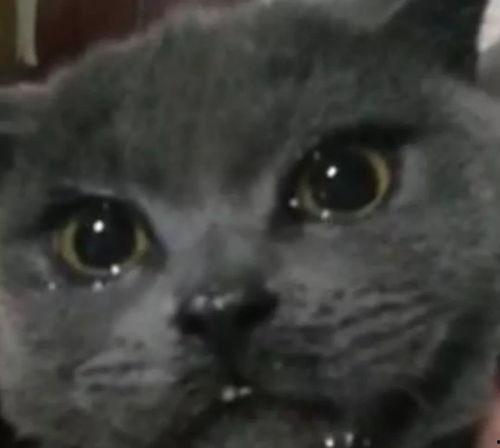 暴躁喵吃瓜,揭秘娱乐圈那些不为人知的幕后故事 第1张 暴躁喵吃瓜,揭秘娱乐圈那些不为人知的幕后故事 第1张