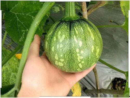 小苏苏吃瓜,揭秘娱乐圈那些不为人知的幕后故事 第1张 小苏苏吃瓜,揭秘娱乐圈那些不为人知的幕后故事 第1张