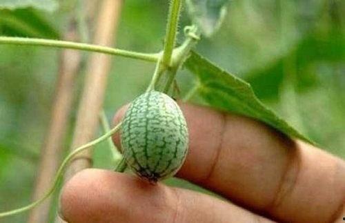 怎么学会吃瓜视频,学会观看吃瓜视频的必备攻略  第1张