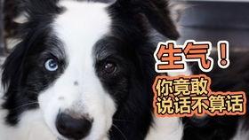 成都崇州吃瓜狗,探寻成都美食背后的趣味故事  第1张