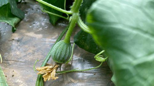 甘肃小时候吃蔓瓜,蔓瓜飘香，回味无穷  第1张