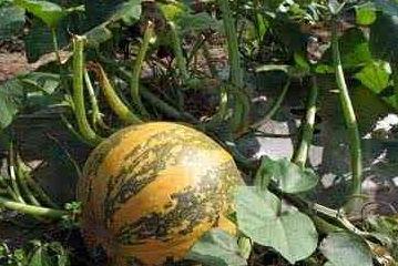 吃瓜数籽,揭秘瓜果中的奇妙世界  第2张