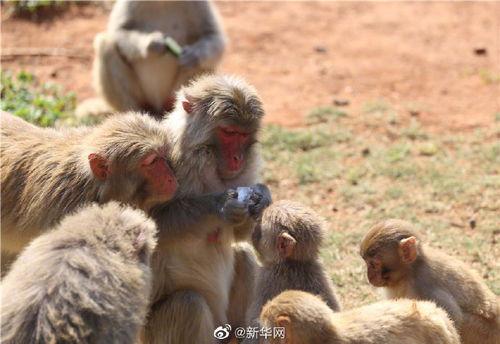 带你吃瓜进化动物,一场跨越物种的趣味之旅 第3张 带你吃瓜进化动物,一场跨越物种的趣味之旅 第3张