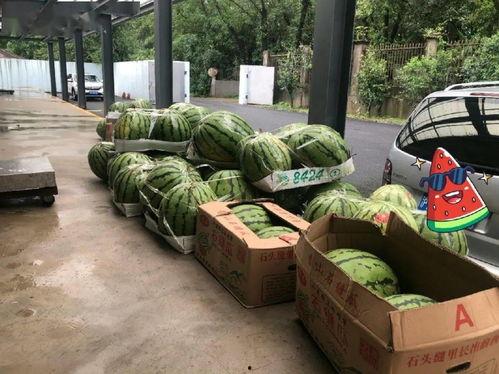 上海吃瓜文化公司,揭秘都市里的“瓜田”盛景 第1张 上海吃瓜文化公司,揭秘都市里的“瓜田”盛景 第1张