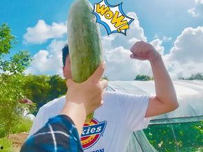 网红公司吃瓜 第2张 网红公司吃瓜 第2张