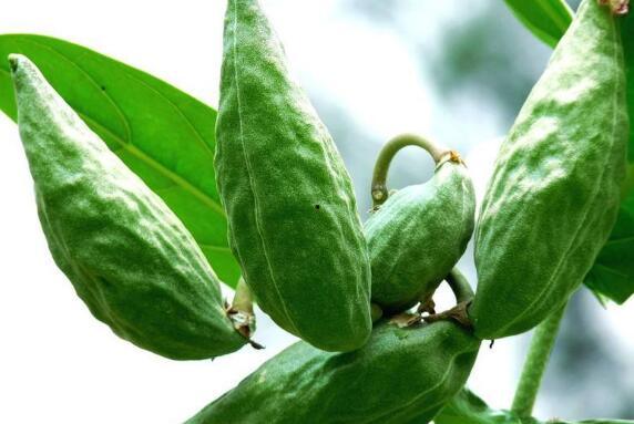 术后可以吃角瓜,角瓜助力营养补给 第1张 术后可以吃角瓜,角瓜助力营养补给 第1张