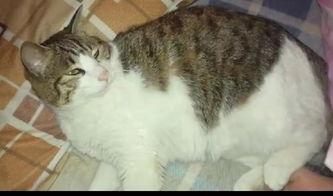 吃瓜爆料猫 第1张 吃瓜爆料猫 第1张