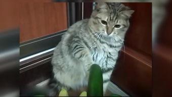 吃瓜爆料猫 第2张 吃瓜爆料猫 第2张