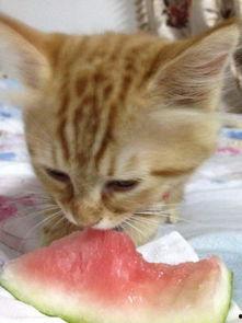 吃瓜爆料猫 第3张 吃瓜爆料猫 第3张