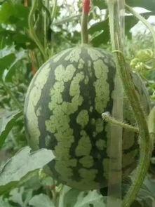 邢台任丘吃瓜事件,一场网络热议背后的真相揭秘 第3张 邢台任丘吃瓜事件,一场网络热议背后的真相揭秘 第3张