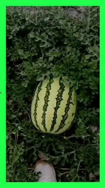 仙居吃瓜基地电话,揭秘吃瓜基地的秘密电话之旅 第1张 仙居吃瓜基地电话,揭秘吃瓜基地的秘密电话之旅 第1张