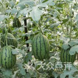 仙居吃瓜基地电话,揭秘吃瓜基地的秘密电话之旅 第2张 仙居吃瓜基地电话,揭秘吃瓜基地的秘密电话之旅 第2张