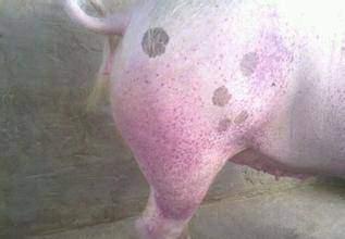 血液淤堵可以吃猪瓜吗,缓解血液淤堵困扰 第1张 血液淤堵可以吃猪瓜吗,缓解血液淤堵困扰 第1张