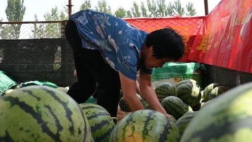 隆尧马头村吃瓜,瓜香四溢的乡村美食之旅 第1张 隆尧马头村吃瓜,瓜香四溢的乡村美食之旅 第1张