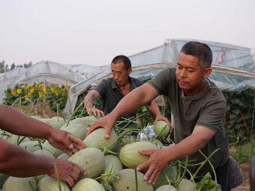 隆尧马头村吃瓜,瓜香四溢的乡村美食之旅 第2张 隆尧马头村吃瓜,瓜香四溢的乡村美食之旅 第2张