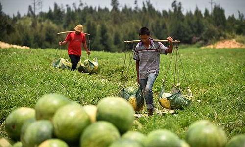 隆尧马头村吃瓜,瓜香四溢的乡村美食之旅 第3张 隆尧马头村吃瓜,瓜香四溢的乡村美食之旅 第3张