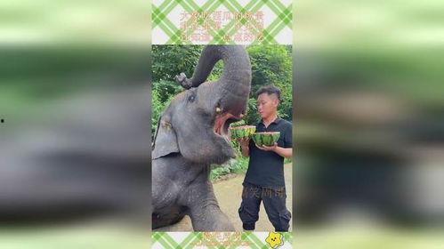 吃瓜的象 第1张 吃瓜的象 第1张