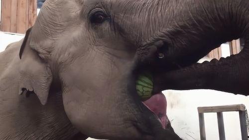 吃瓜的象 第3张 吃瓜的象 第3张