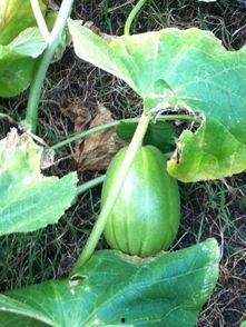 吃瓜撒花 第2张 吃瓜撒花 第2张